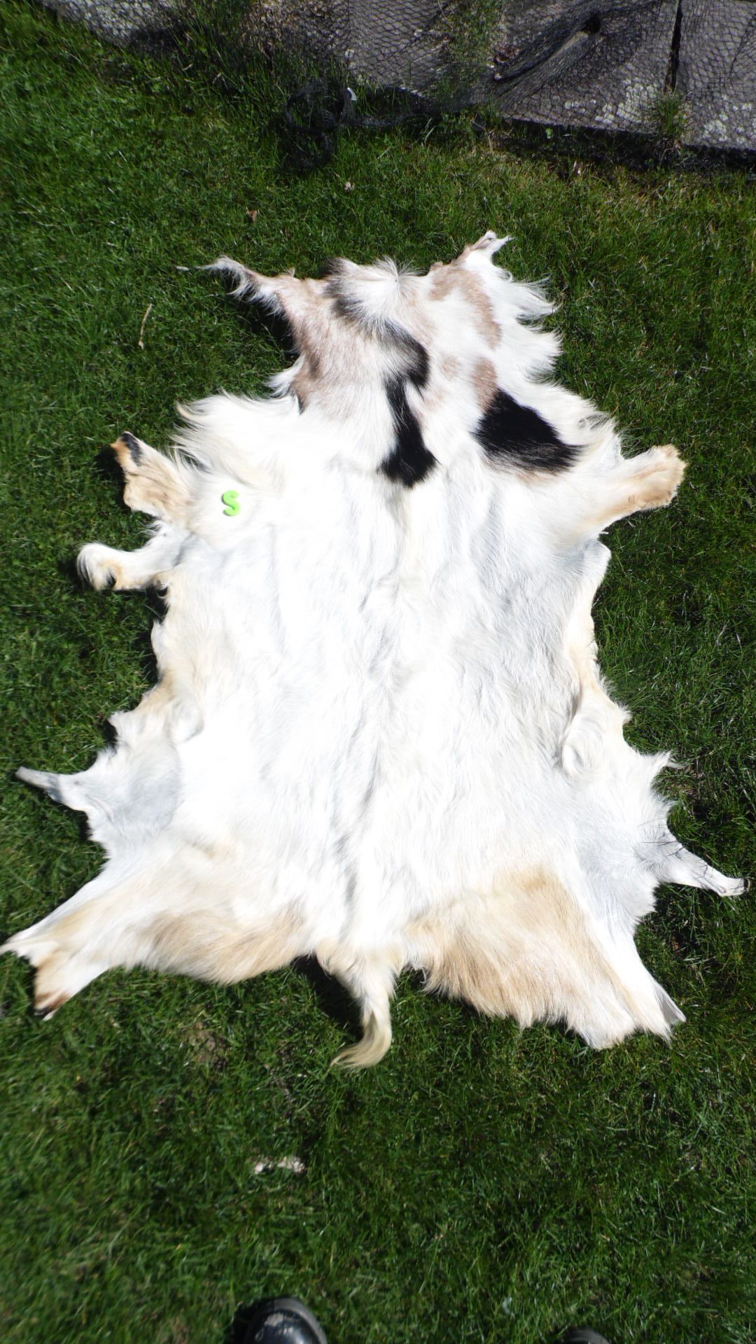 Terre Trommelfell Aus Ziegenfell – Naturbelassen, 55 Cm Durchmesser, Für Djembe & Percussion